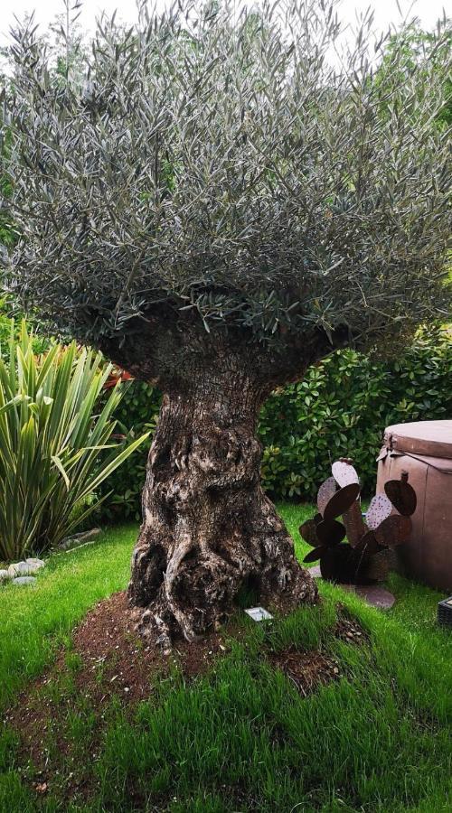 לנו Magic Garden With Jacuzzi-Pool And Luxury Lake Como View מראה חיצוני תמונה